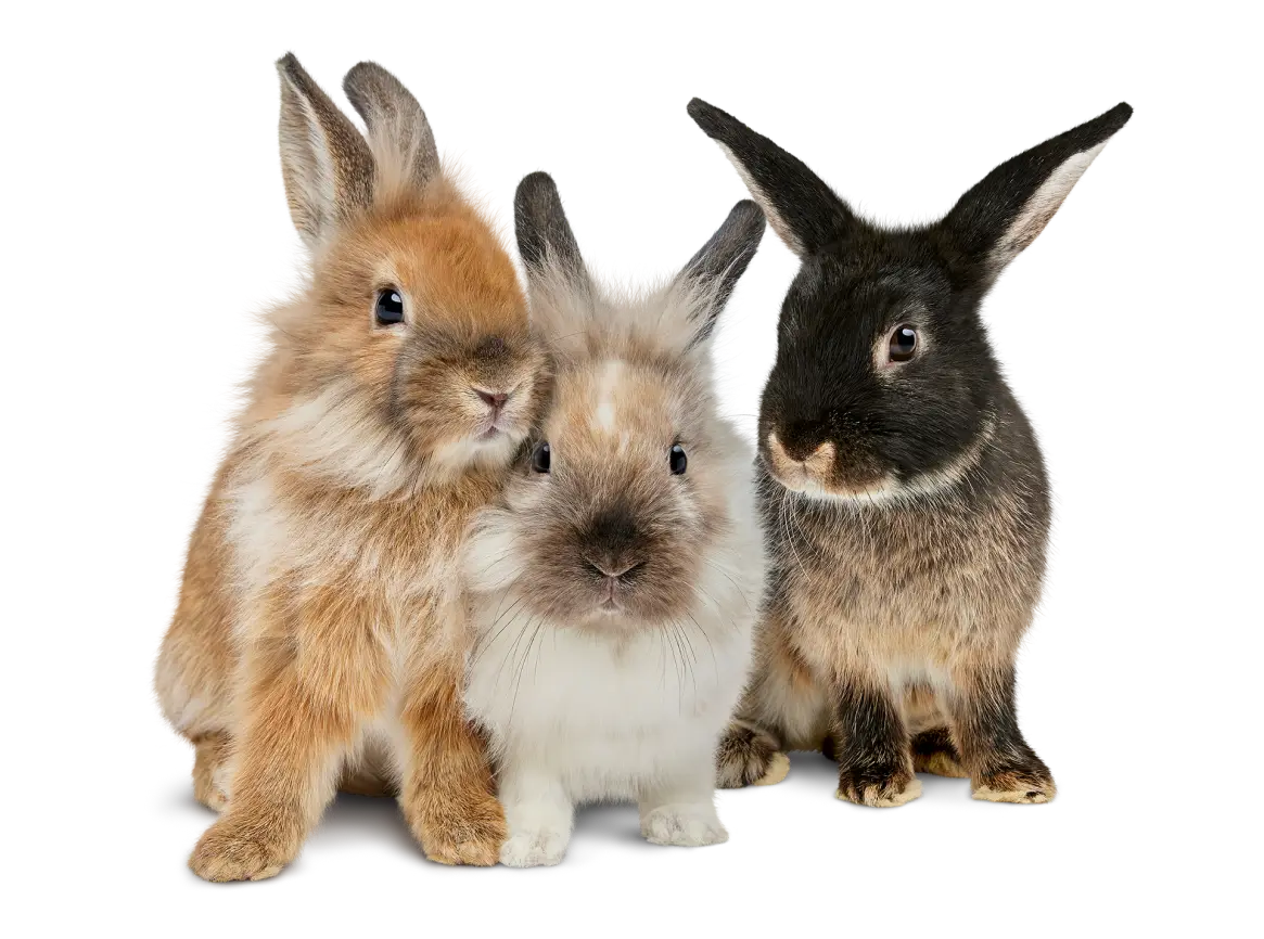 3 rabbits